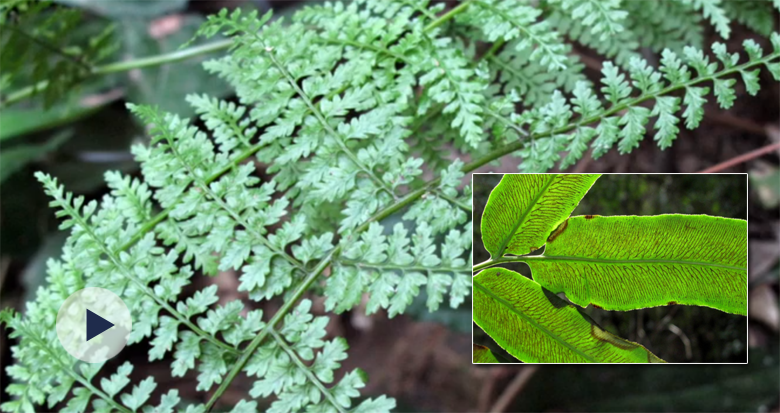 �״��ڌ����l(f��)�F(xi��n)��ӛ䛣�����¶���ˡ��]ɽ����Ŀ��