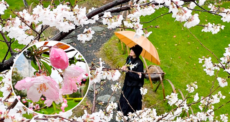 �����p�фe������