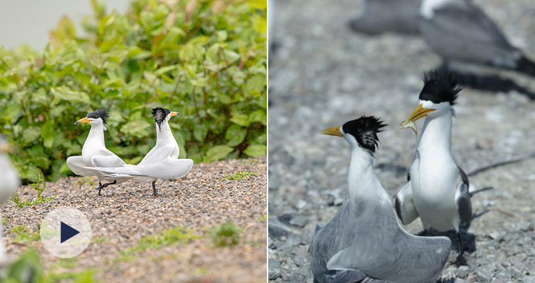 ����ʾ�� �I(xi��n)�~���飡�������t��"��ʽ��ż"��