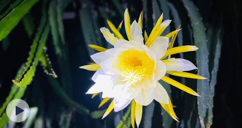 ��ҹ�_���Ļ���������Ҋ�^�������硰�һ�һ�F(xi��n)��