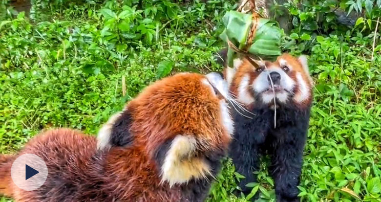 �������ӳԵÚg������Ұ����(d��ng)��@��С��(d��ng)��Ҳ�^(gu��)����