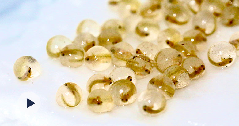 ܛ���ֿɐ������������(zh��n)����󢌚���Q����