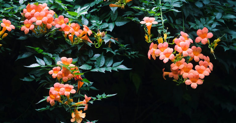 �պ����@�@̎�������������@�G��