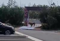 �R��F(tu��n)��ֻ�{���f���\�� �^����ɢ���ӣ��ٷ�����ͨ��(b��o)